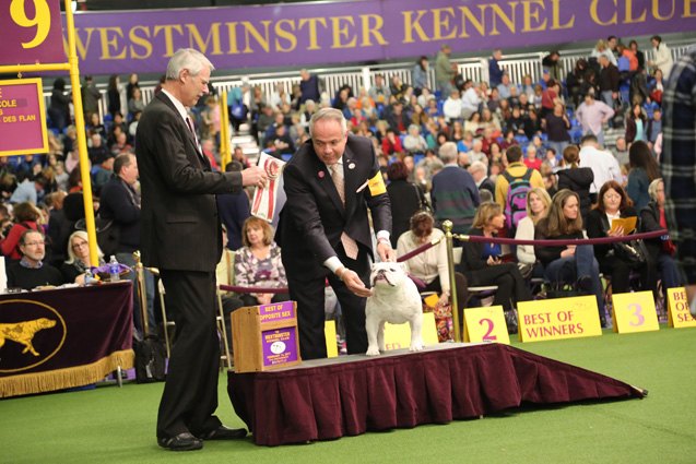 best bulldog at the 2017 westminster dog show