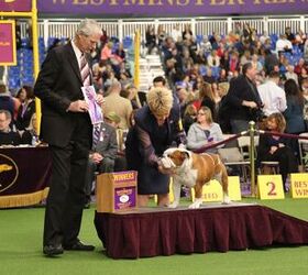 Best Bulldog at the 2017 Westminster Dog Show | PetGuide
