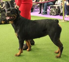 Best Rottweiler at the 2017 Westminster Dog Show