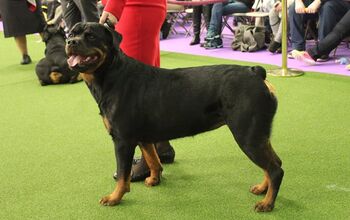Best Rottweiler at the 2017 Westminster Dog Show