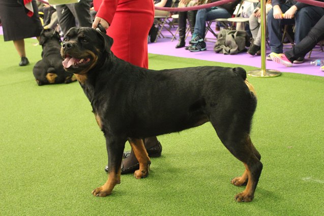 Best Rottweiler at the 2017 Westminster Dog Show | PetGuide