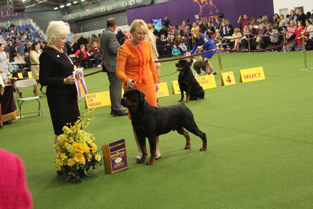 Best Rottweiler at the 2017 Westminster Dog Show | PetGuide
