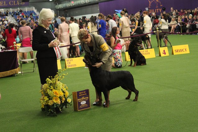 Best Rottweiler at the 2017 Westminster Dog Show | PetGuide