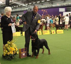 best rottweiler at the 2017 westminster dog show