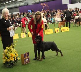 best rottweiler at the 2017 westminster dog show