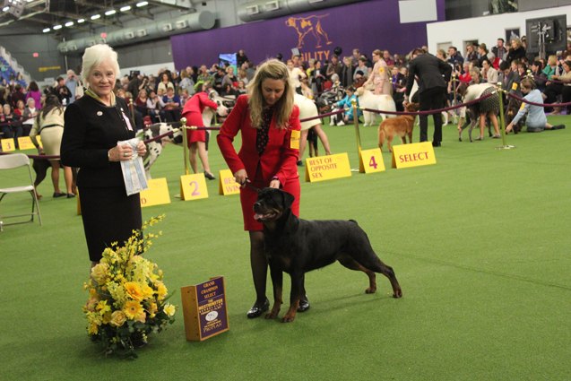 Best Rottweiler at the 2017 Westminster Dog Show | PetGuide