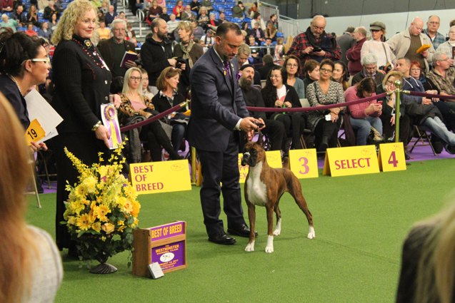 best boxer at the 2017 westminster dog show