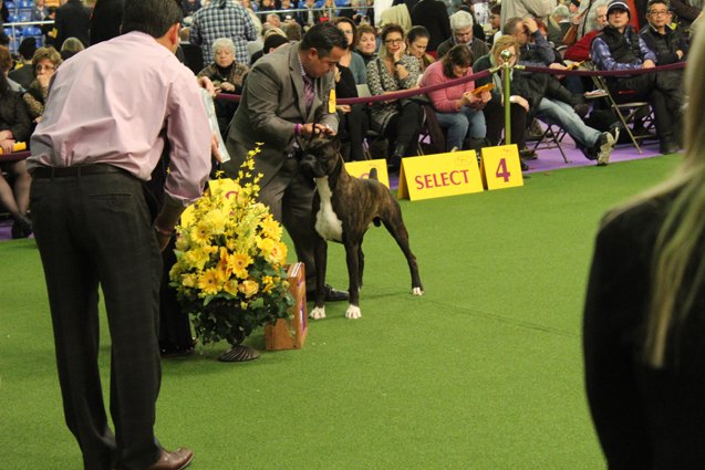 best boxer at the 2017 westminster dog show