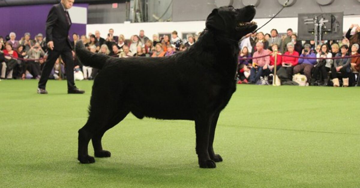 Has A Labrador Ever Won Best In Show