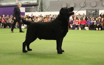 Best Labrador Retriever at the 2017 Westminster Dog Show