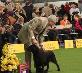best labrador retriever at the 2017 westminster dog show