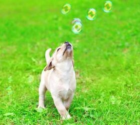 10 Bouncy Dog Breeds Chasing Bubbles