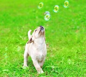10 Bouncy Dog Breeds Chasing Bubbles | PetGuide