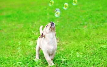 10 Bouncy Dog Breeds Chasing Bubbles