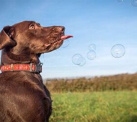 10 Bouncy Dog Breeds Chasing Bubbles | PetGuide