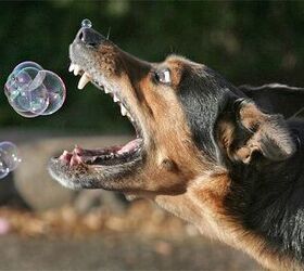 10 Bouncy Dog Breeds Chasing Bubbles | PetGuide