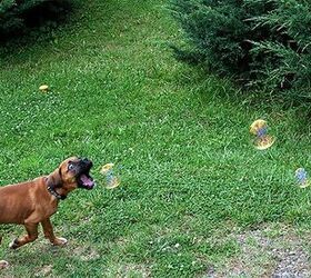 10 bouncy dog breeds chasing bubbles