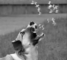 10 Bouncy Dog Breeds Chasing Bubbles | PetGuide
