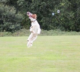 10 Bouncy Dog Breeds Chasing Bubbles | PetGuide