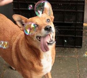 10 Bouncy Dog Breeds Chasing Bubbles | PetGuide