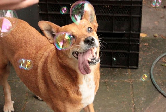 10 bouncy dog breeds chasing bubbles