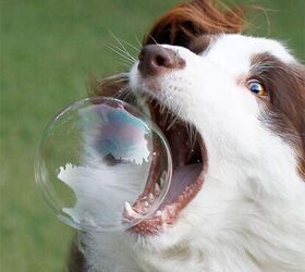 10 Bouncy Dog Breeds Chasing Bubbles | PetGuide
