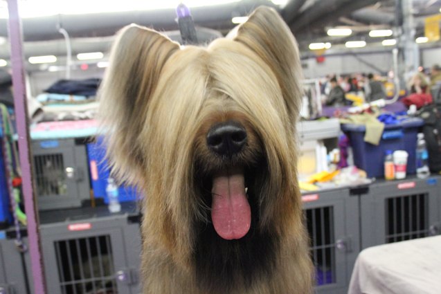 15 favorite photos from the 2017 westminster dog show