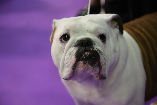 15 favorite photos from the 2017 westminster dog show