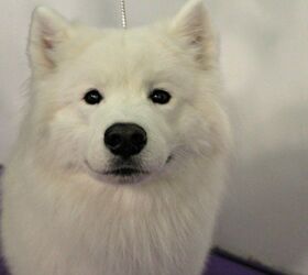 can a american eskimo dog and a sapsali be friends