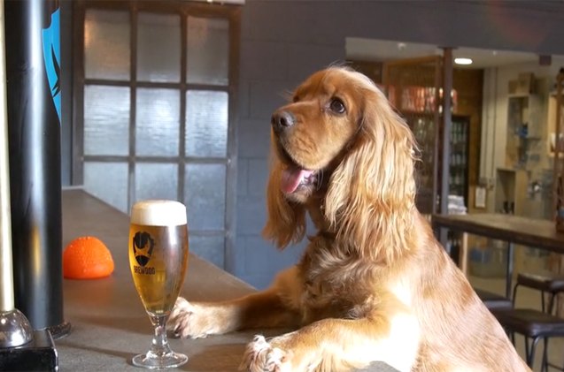 brewdog brewery offers employees 8220 paw ternity leave 8221