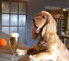 BrewDog Brewery Offers Employees “Paw-ternity Leave”