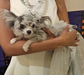 Oscar-Inspired Dog Fashion Show Asks “Bitch, Whose Look Did You Stea