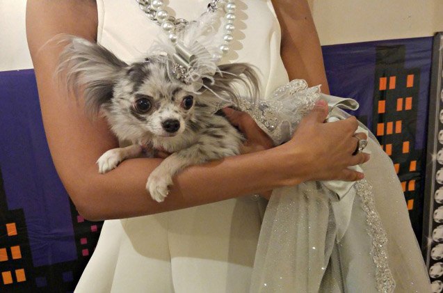 oscar inspired dog fashion show asks bitch whose look did you steal