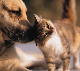 Cats May Nose Ahead Of Dogs as the Better Sniffers