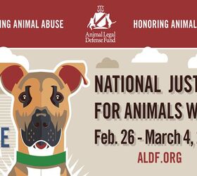 Luke the Pitbull is 2017’s Mascot for National Justice for Animals W