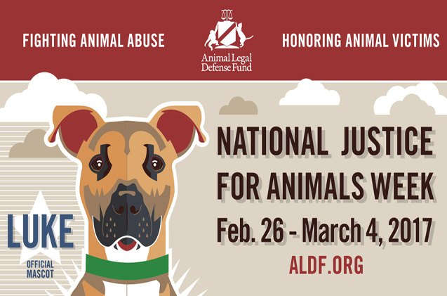 luke the pitbull is 2017s mascot for national justice for animals w