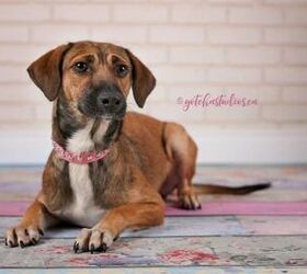 adoptable dog of the week abby