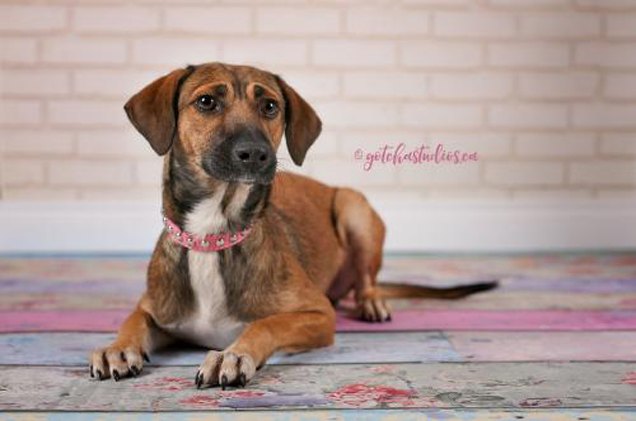 adoptable dog of the week abby