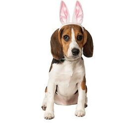 10 easter goodies for your hoppy pooch
