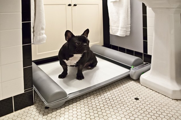 new self cleaning indoor potty for pups is brilliant