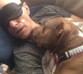 Patrick Stewart’s Love Affair With A Beautiful Foster Pittie Named G