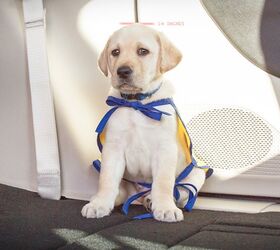 Chrysler Launches ‘Give a Dog a Job’ for Canine Companions For Ind