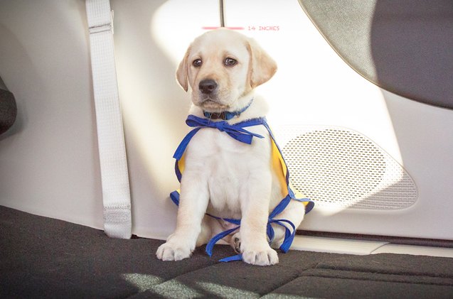 chrysler launches give a dog a job for canine companions for ind