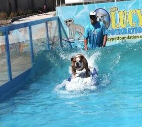 Lucy Pet’s Gnarly Crank’n K-9 Wave Maker Heads to Woofstock 2017