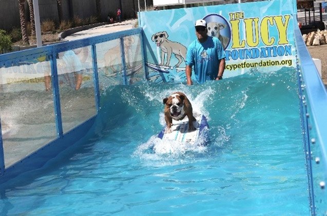 lucy pets gnarly crankn k 9 wave maker heads to woofstock 2017