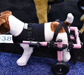global pet expo 2017 walkin wheels wheelchair now offered in mini
