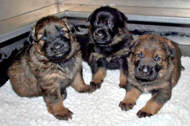 rcmp 8217 s annual name the puppy contest seeks names for 13 mini k 9s