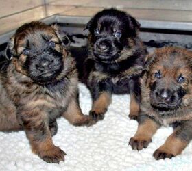 RCMP’s Annual Name the Puppy Contest Seeks Names for 13 Mini K-9s