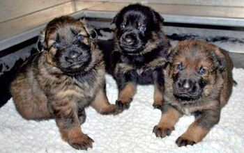 RCMP’s Annual Name the Puppy Contest Seeks Names for 13 Mini K-9s