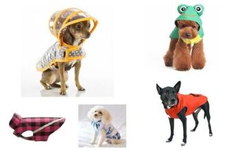 10 Misty Raincoats To Keep Your Pooch Dry